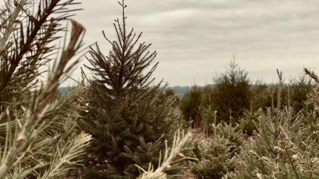 南弗朗西斯科附近最好的 Christmas树田